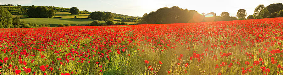 Vibrant Red Poppy Fields Warm Sunlight Photograph by Fotovoyager