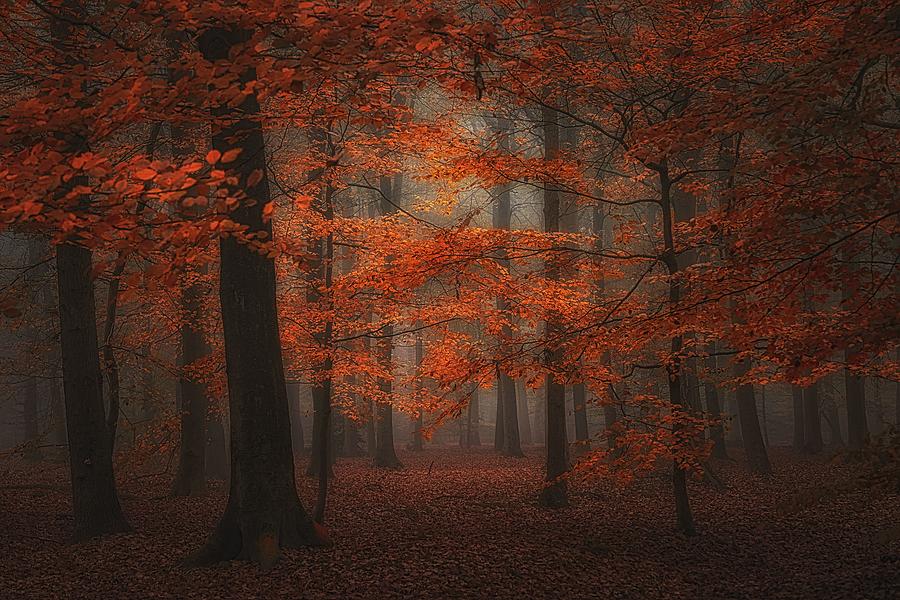 Tree Photograph - Vibrant Red by Saskia Dingemans