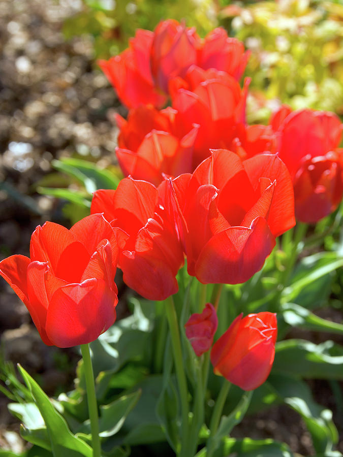 Vibrant red spring tulips Photograph by Seeables Visual Arts