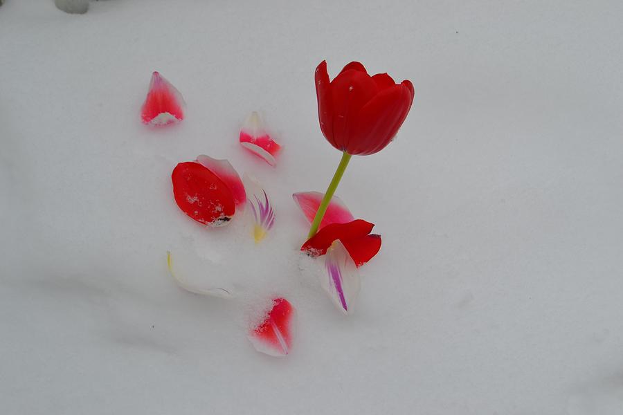 Vibrant Red Tulips In White Snow Photograph