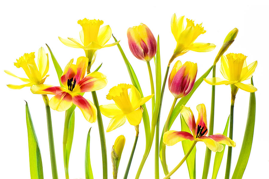 Tulip Photograph - Vibrant Spring by Jacky Parker
