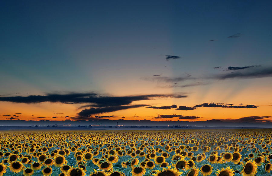 Sunset Photograph - Vibrant Sunflower Field In Colorado by Victoria Chen