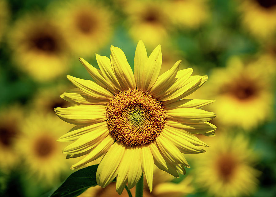 Vibrant Sunflower Photograph by Rose Guinther