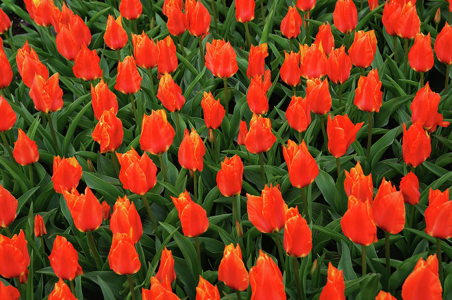 Vibrant Tapestry of Red Orange Tulips Photograph by Jenny Rainbow