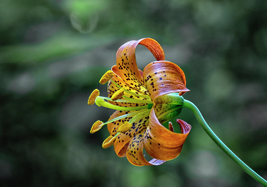 Vibrant Tiger Lily Photograph by Betty Depee