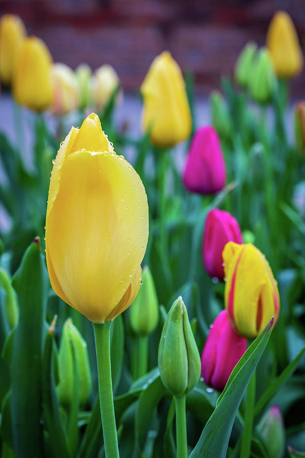 Vibrant Tulips Photograph by Jack Clutter