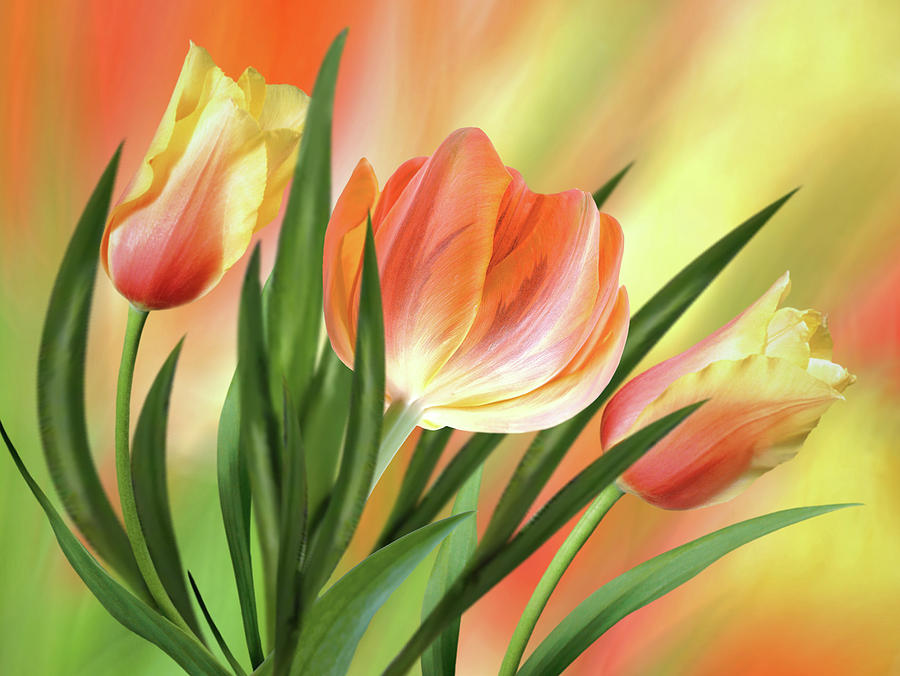 Vibrant Tulips Digital Art by Nina Bradica