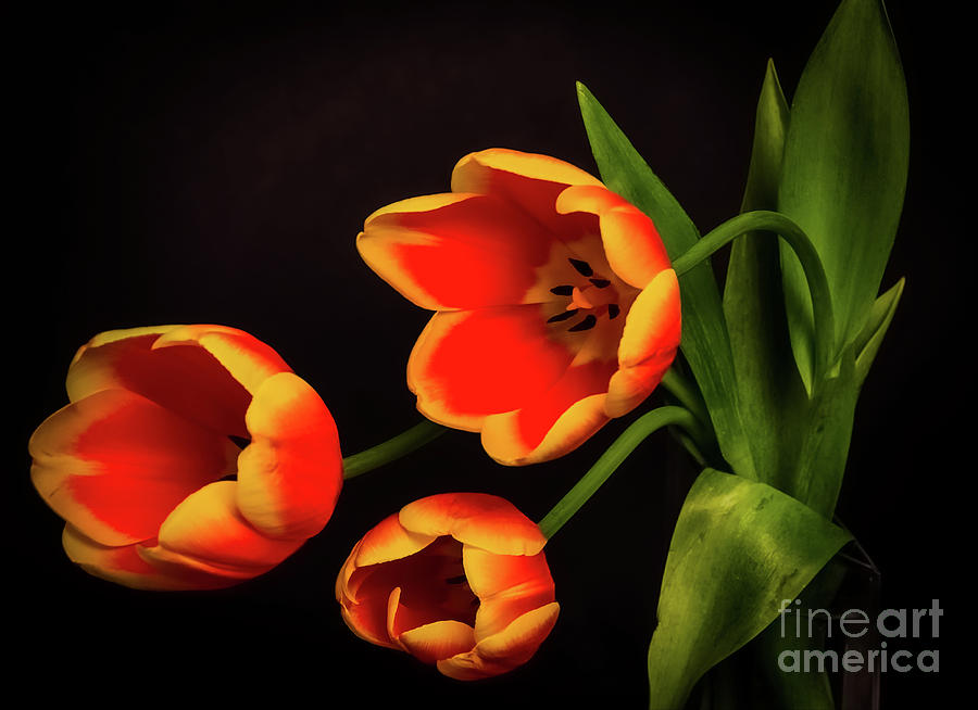 Vibrant Variegated Tulips Photograph by Mellissa Ray