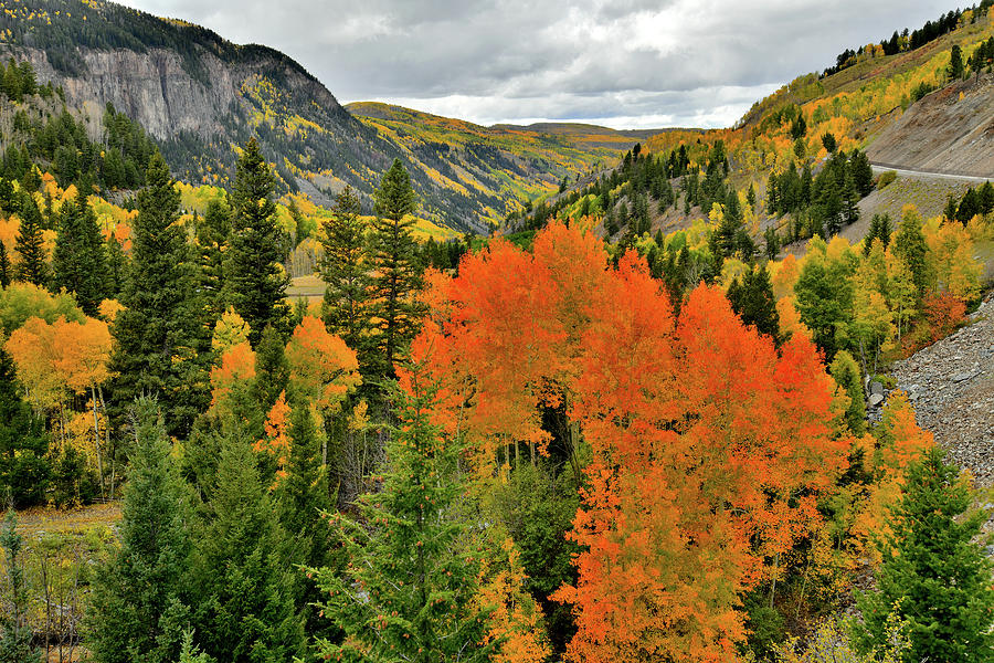 Vibrantly Colored Aspens Along Highway 145 Photograph by Ray Mathis