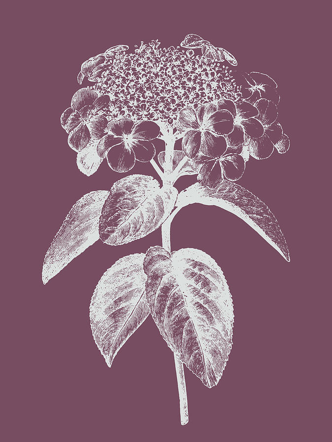 Flower Mixed Media - Viburnum Blush Purple Flower by Naxart Studio
