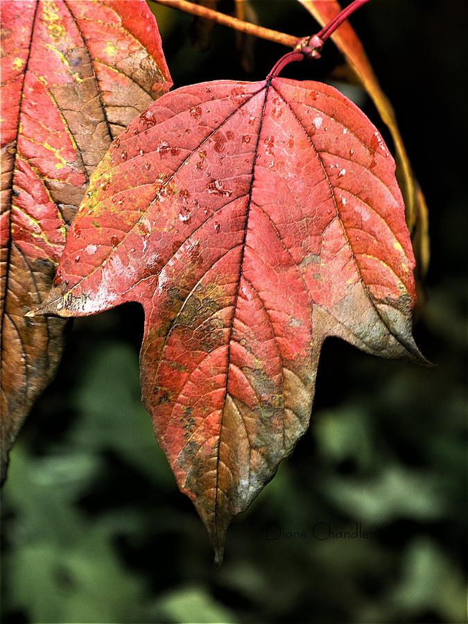 Viburnum Leaf Photograph by Diane Chandler