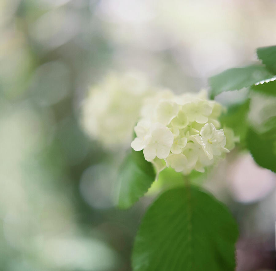 Viburnum Plicatum Photograph by © Kaori Yoshida