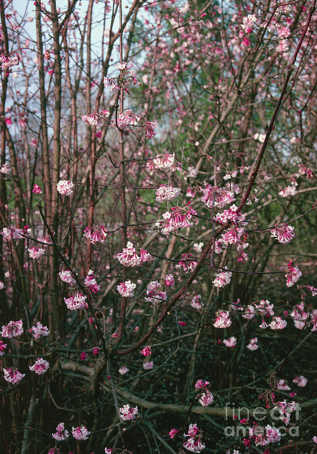 Nature Photograph - Viburnum X Bodnantense dawn In Flower by Malcolm Richards/science Photo Library