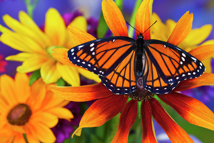 Viceroy Butterfly Limenitis Archippus Photograph by Darrell Gulin