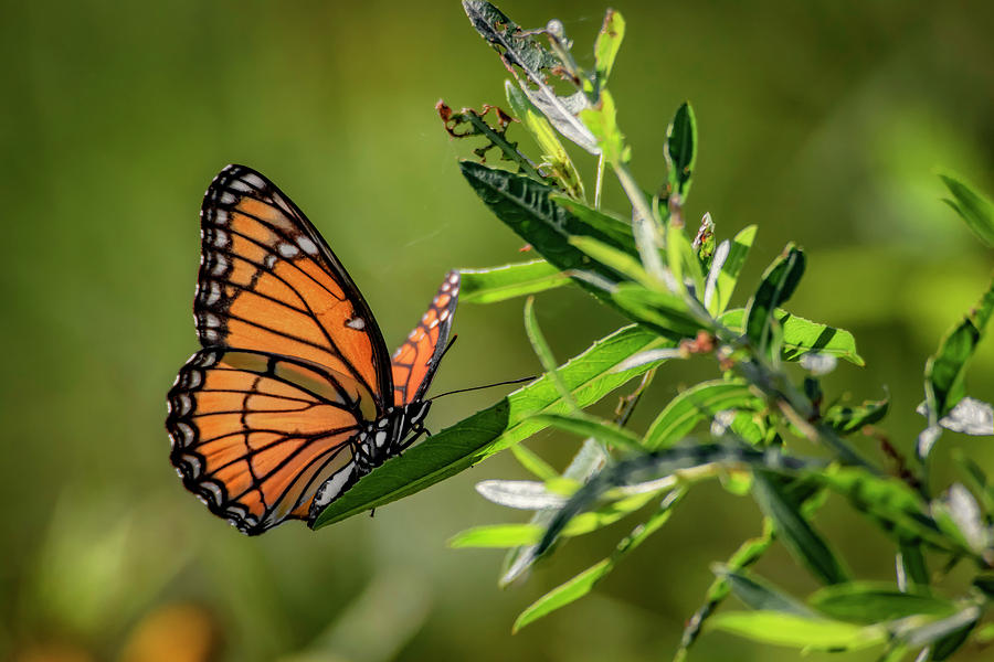 Viceroy Butterfly Photograph by Ray Congrove