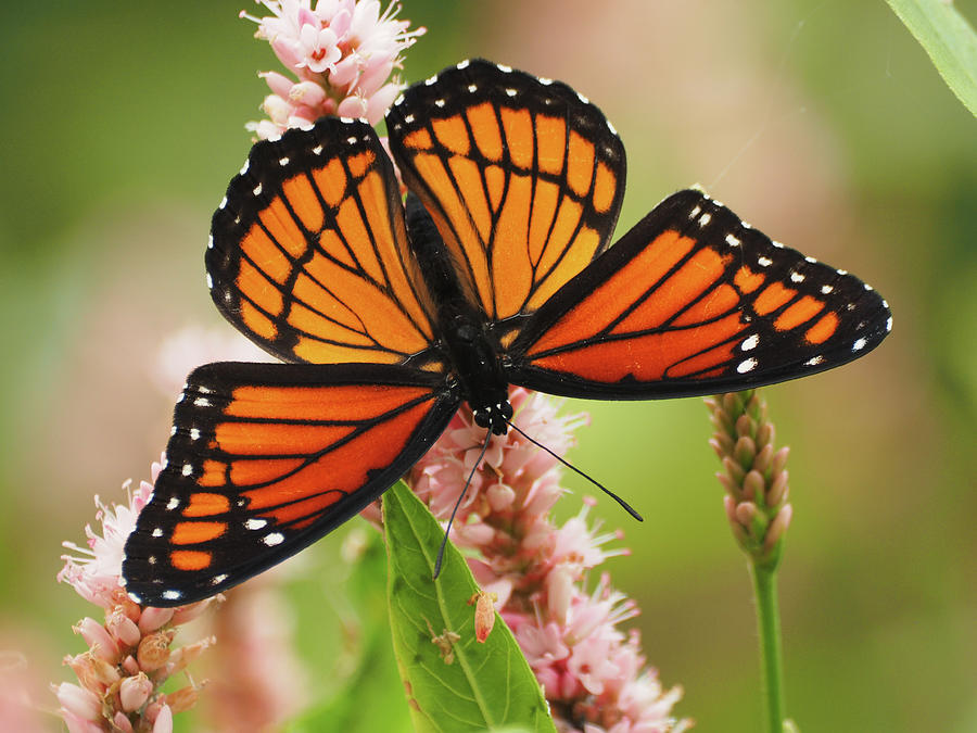 Viceroy On Smartweed Photograph