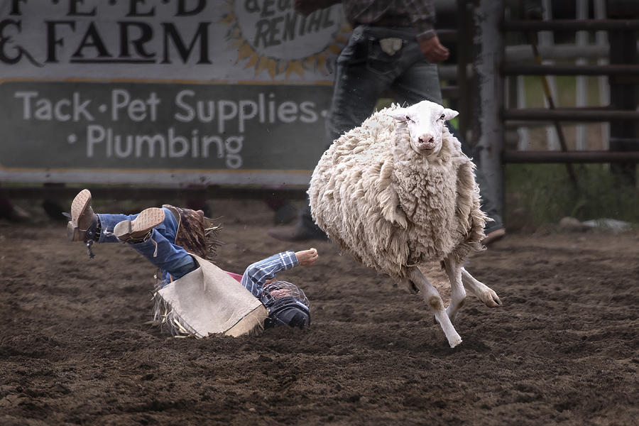 Mutton Photograph - Victor In Mutton Busting by Sherry Ma