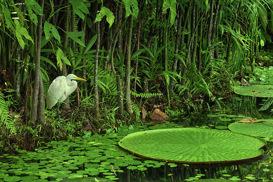 Victoria Amazonica Photograph by By Kim Schandorff