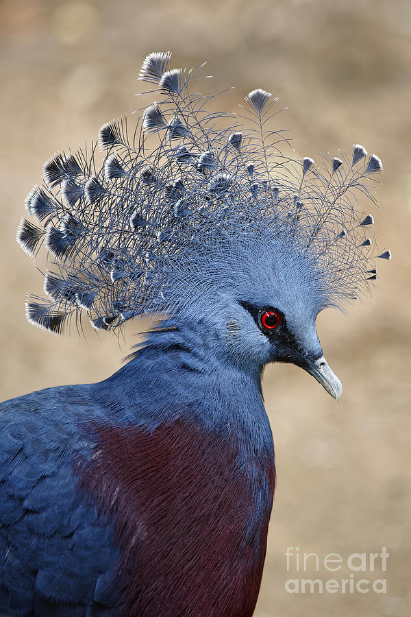 victoria crowned pigeon