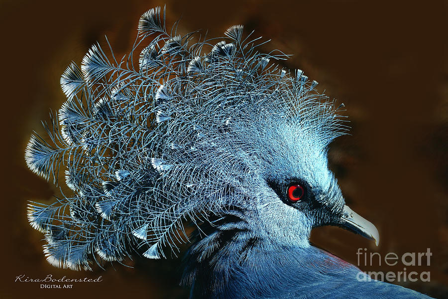 Victoria crowned pigeon Photograph by Kira Bodensted