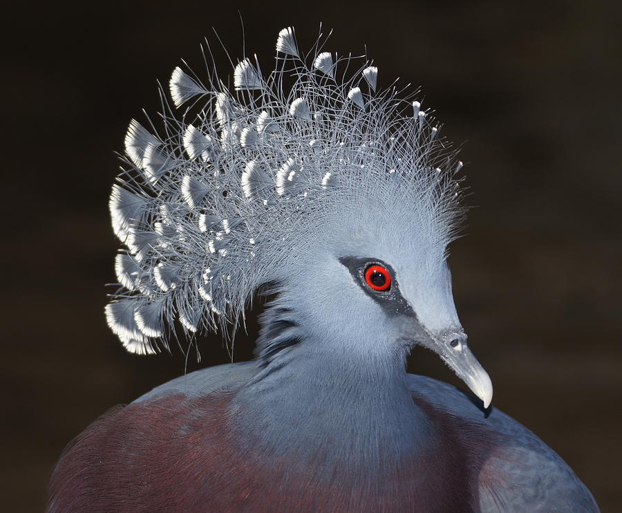 Victoria Crowned Pigeon Photograph by Miracleofcreation