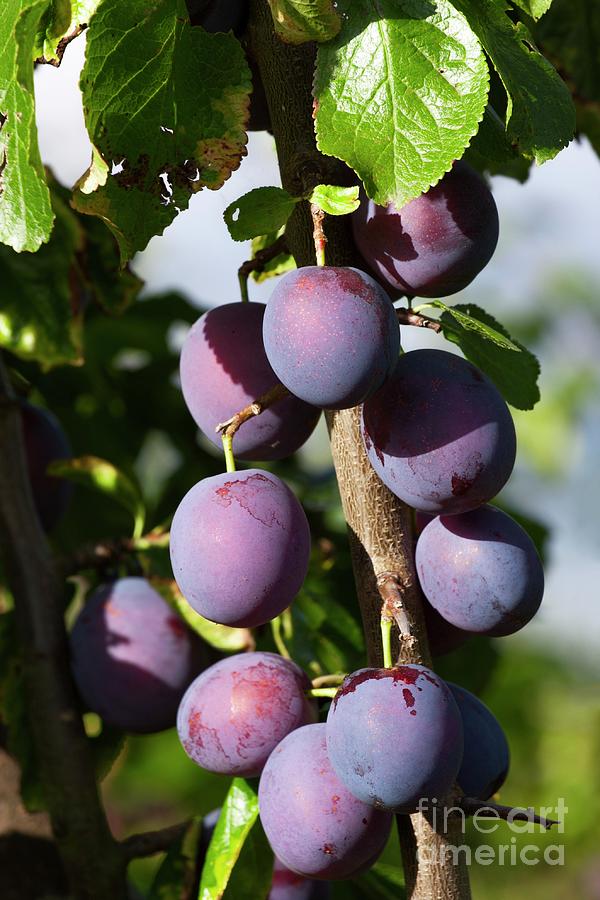 Victoria Plums Photograph by David Woodfall Images/science Photo Library