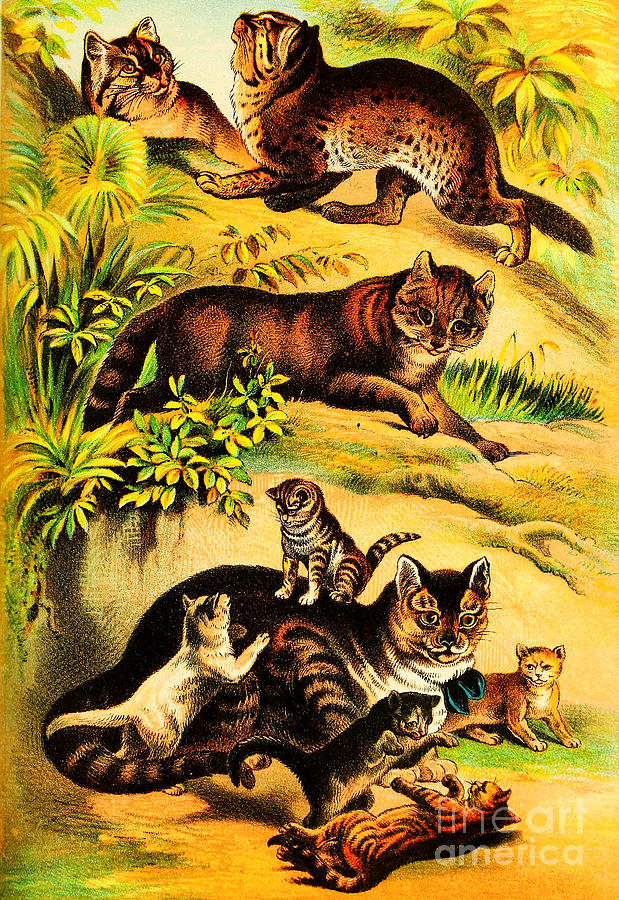 Victorian Chinese Cat Malay Cat Common Cat With Kittens Painting By Henry Johnson