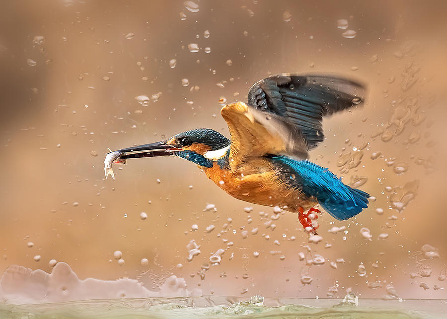 Kingfisher Photograph - Victory by Annie Poreider