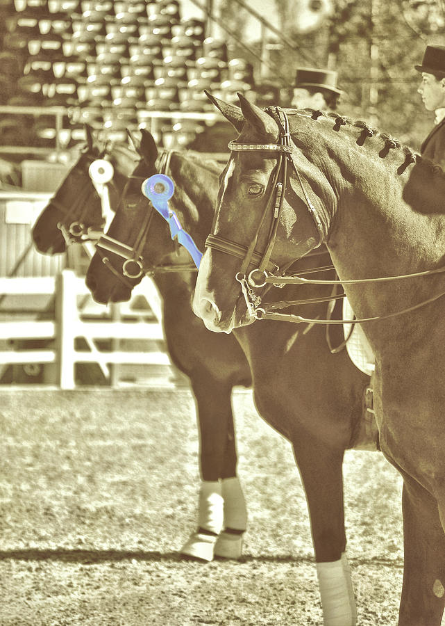 Victory Blues Photograph by Dressage Design