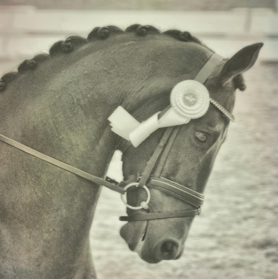Victory Gallop Ribbon Photograph by Dressage Design