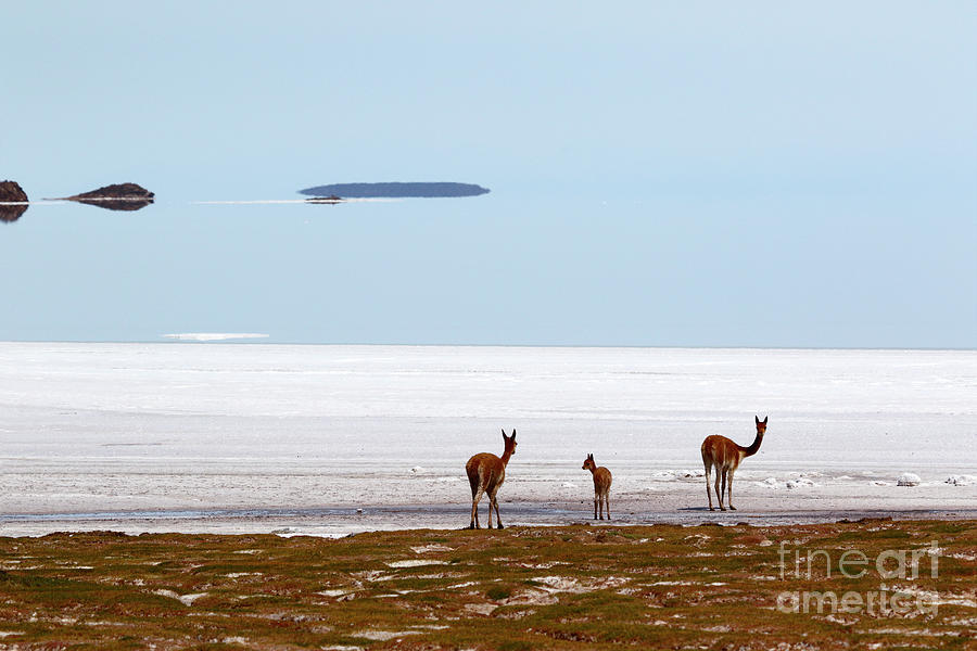 Vicuna family on Shore of the Salar de Uyuni Bolivia by James Brunker Vicuna family on Shore of the Salar de Uyuni Bolivia by James Brunker