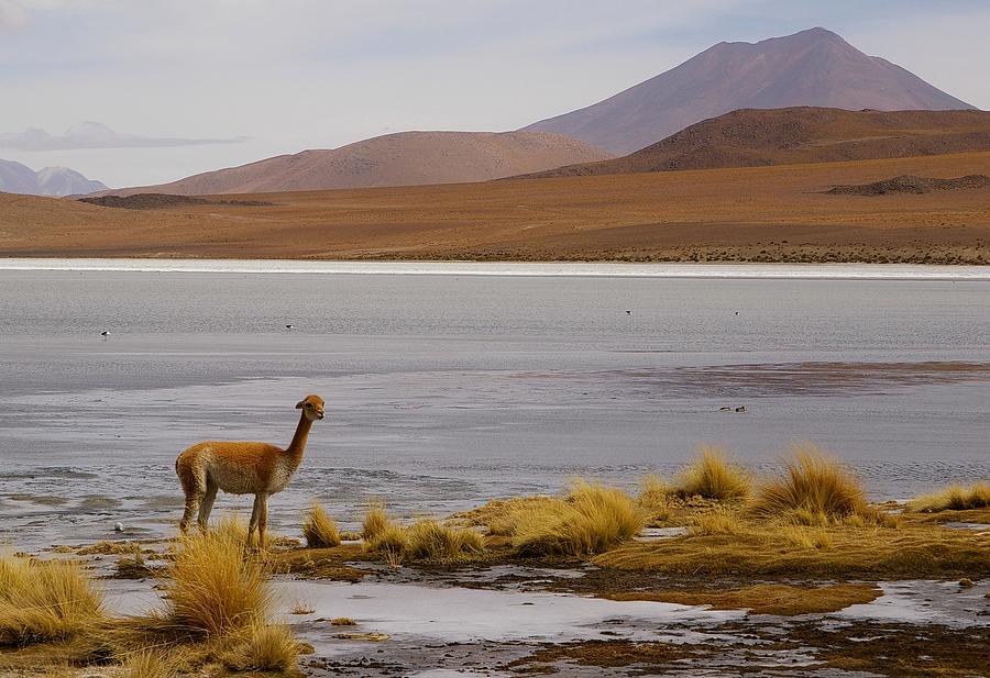 Vicuna In The Sud Lipez Photograph by Timothee Orts