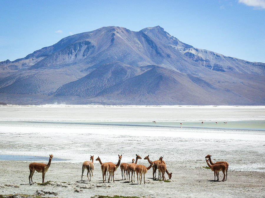 Vicunas At Salar De Surire, Chile Photograph by Photography By Ulrich Hollmann
