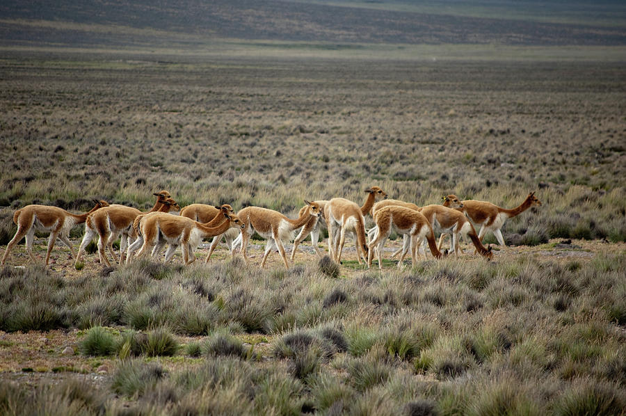 Vicunas Grazing Photograph by Pearl Vas