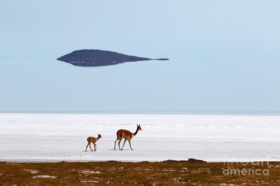 Vicunas on Shore of the Salar de Uyuni Bolivia Photograph by James Brunker