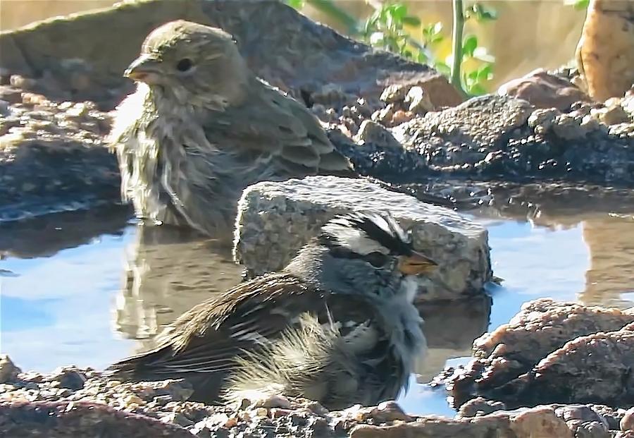 Videoed Birds Bathing by Judy Kennedy Videoed Birds Bathing by Judy Kennedy