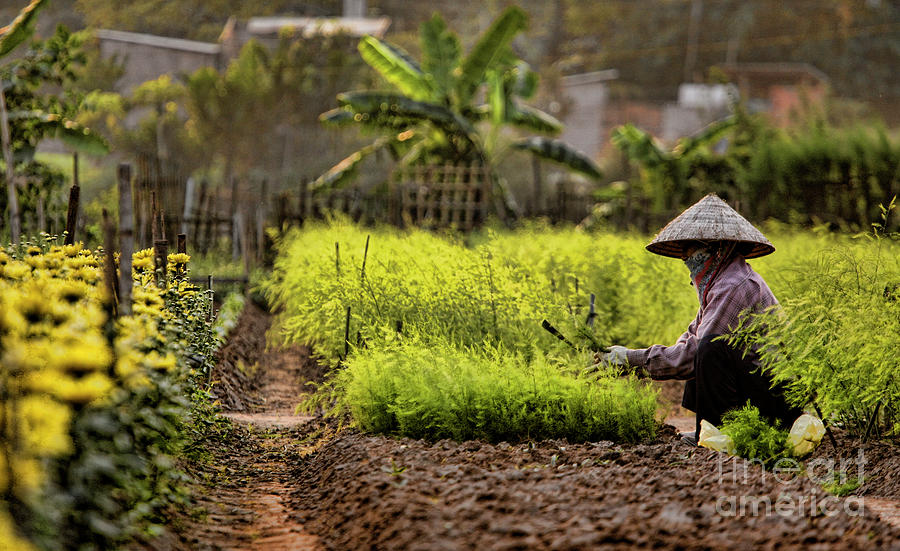 Vietnamese Woman Daily Life Garden Veggies  Photograph by Chuck Kuhn