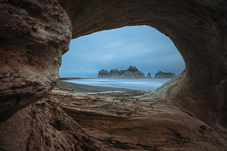 Olympic National Park Photograph - View From A Hollow Tree by Lydia Jacobs