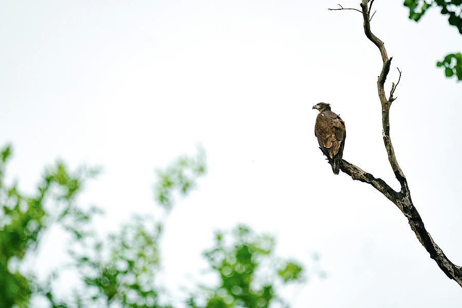Animal Photograph - View From Below Of A Juvenile Bald Eagle Perched On A Bare Branch by Cavan Images