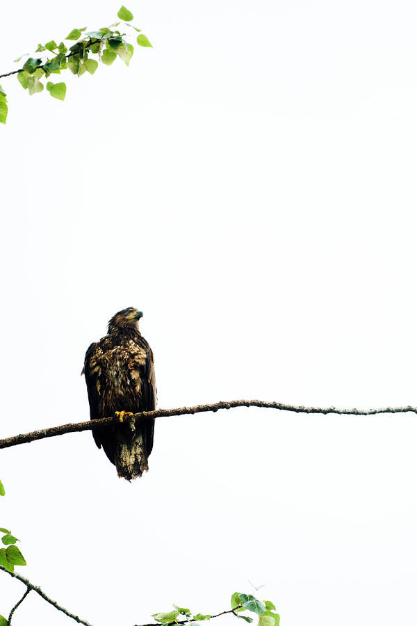 Eagle Photograph - View From Below Of An Immature Bald Eagle On A Bare Tree Branch by Cavan Images