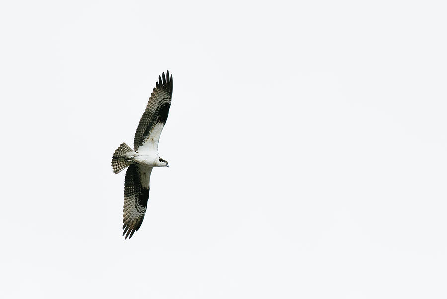 View From Below Of An Osprey Soaring Above Photograph by Cavan Images ...