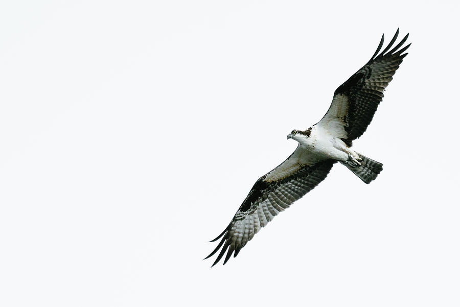 View From Below Of An Osprey Soaring Against A Clear Sky Photograph by ...