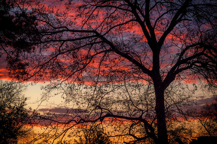 Tree Silhouette Photograph - View From The Back Door #1 by Susan Callaway Tree Silhouette Photograph - View From The Back Door #1 by Susan Callaway