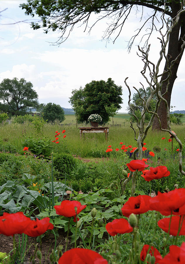 View From The Farm Garden With Poppies On Table In The Meadow Photograph by Christin By Hof 9