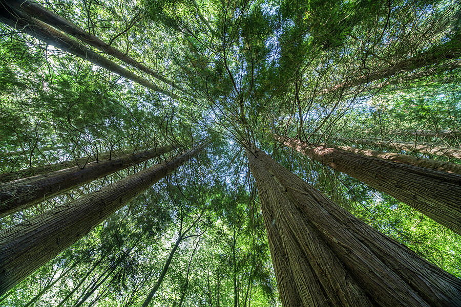 View Into The Canopyof Western Red Cedar Trees Wye Valley Photograph by ...