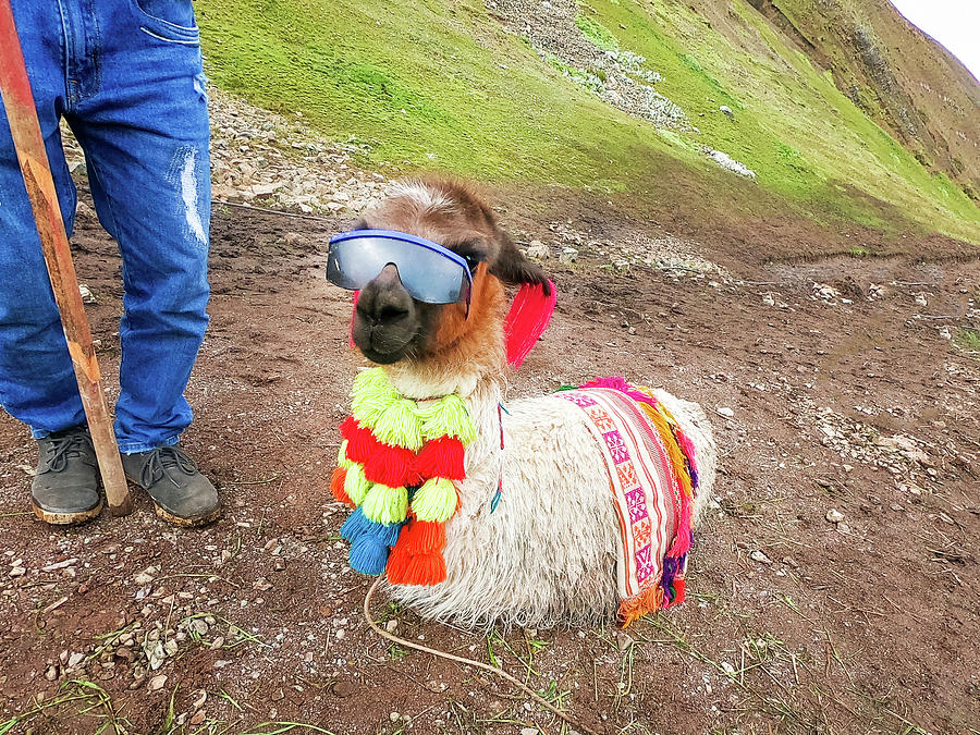 View of a funny alpaca with sunglasses around Rainbow Mountain, Vinicunca,  Cusco Photograph by Juan Jose Napuri Guevara - Pixels