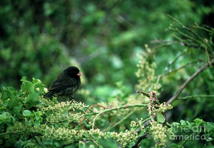 View Of A Galapagos Finch In A Shrub Photograph by John Beatty/science Photo Library