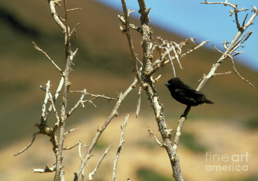 View Of A Galapagos Finch Perched In A Tree Photograph by John Beatty/science Photo Library