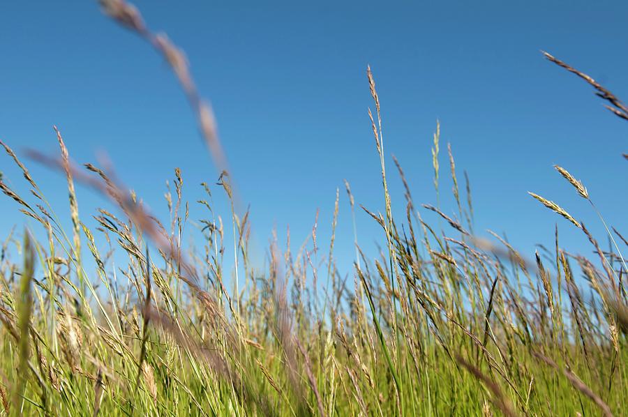 View Of A Grassy Meadow Photograph by Franziska Pietsch