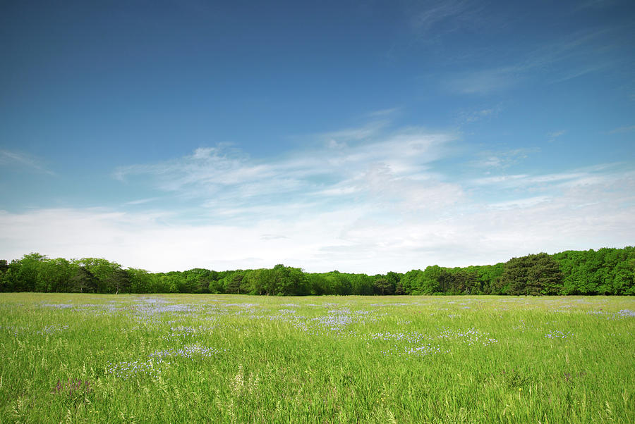 View Of A Green Meadow With Blue Photograph by Sandsun
